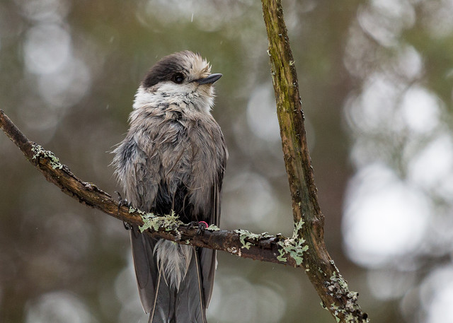 Soaked Gray Jay perched in a tree