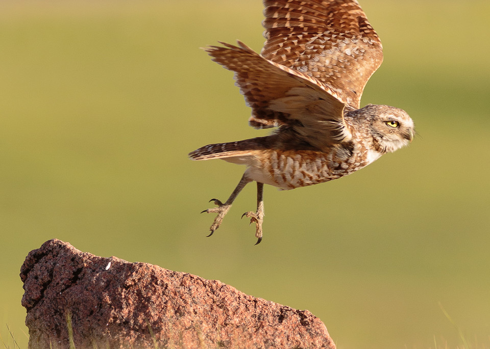 Burrowing owl takes flight