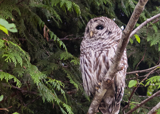 Barred owl in Pacific Rim National Park Reserve
