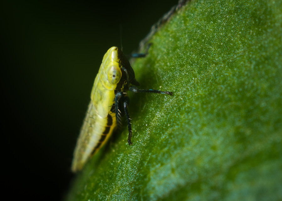 Sharpshooter leafhopper #1