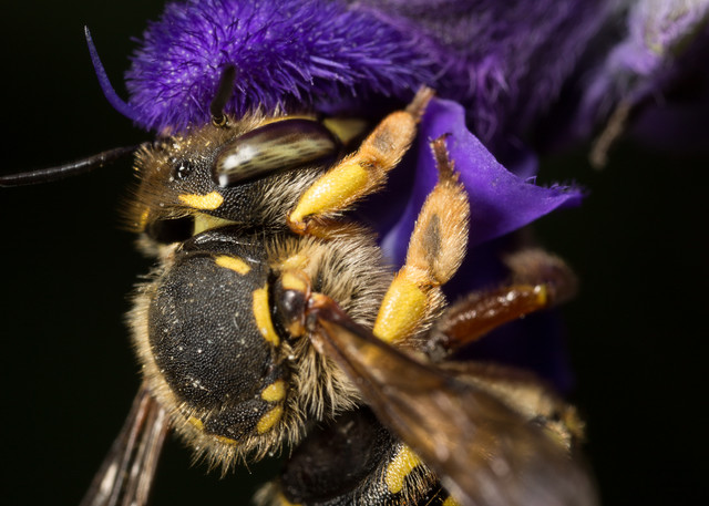 Wool carder bee