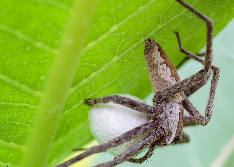 Nursery web spider #1