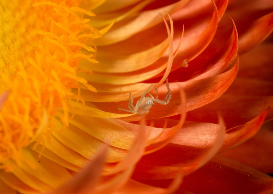 Crab Spider in a Strawflower