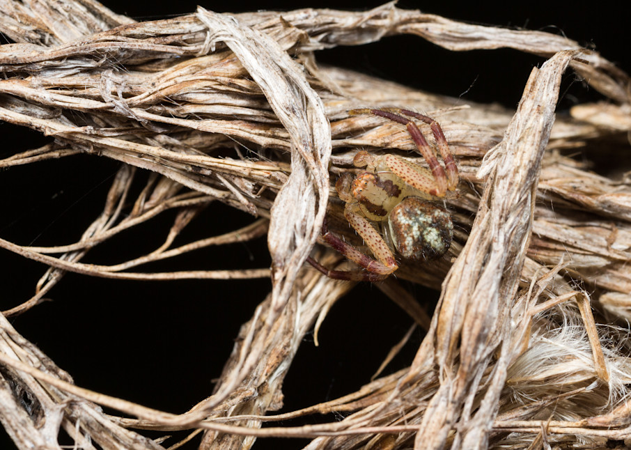 Crab spider hiding in cattail