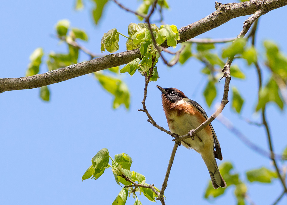 Bay-breasted warbler #1