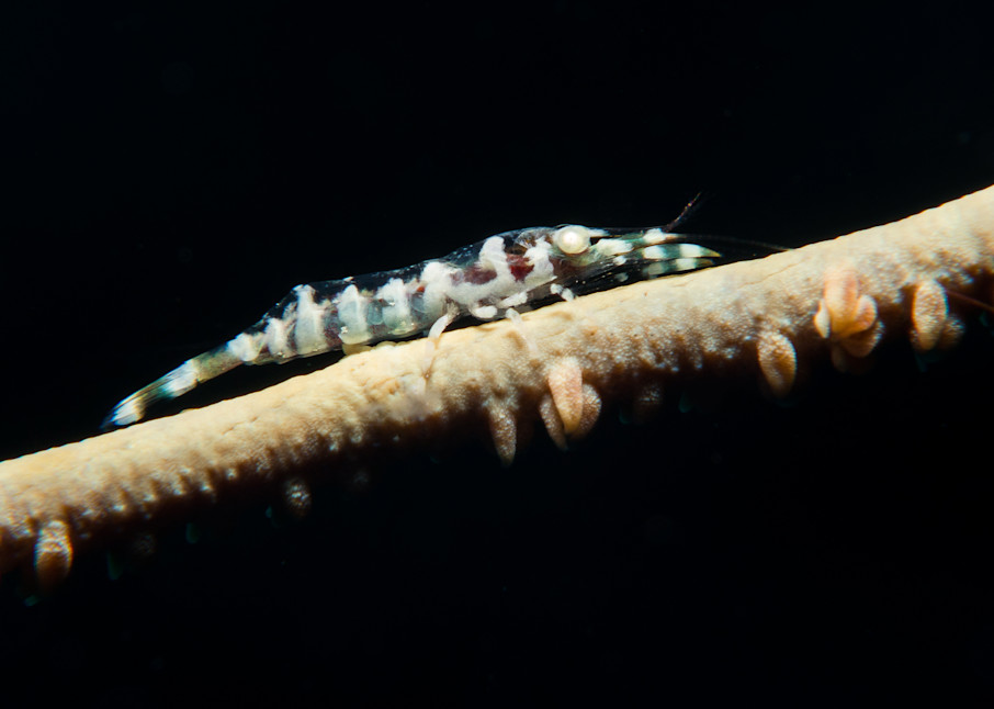 Wire coral shrimp