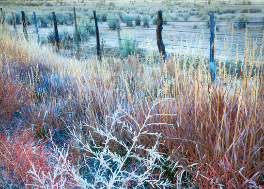 Autumn Frost Eastern Sierra Art | The Carmel Gallery