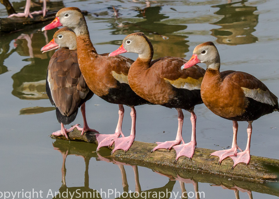 fine art photograph of four black-bellied whistling ducks in a row