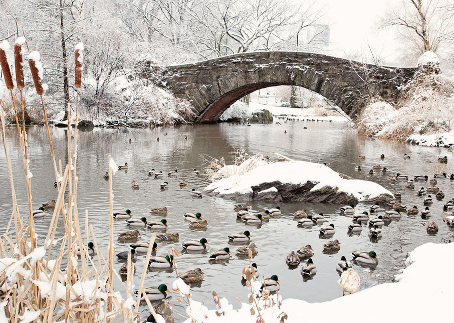 "Gapstow Bridge and Ducks in Snow" Central Park NYC Fine Art Photograph