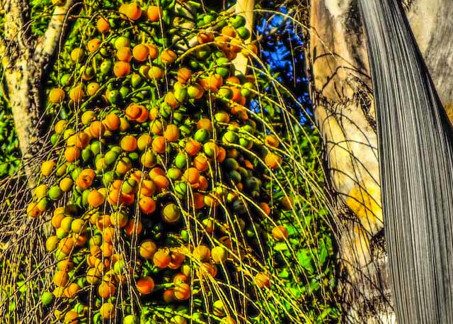Seeds cascade from a Palm tree pod on Maui. 