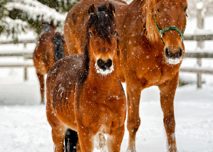 Henniker Winter Horses