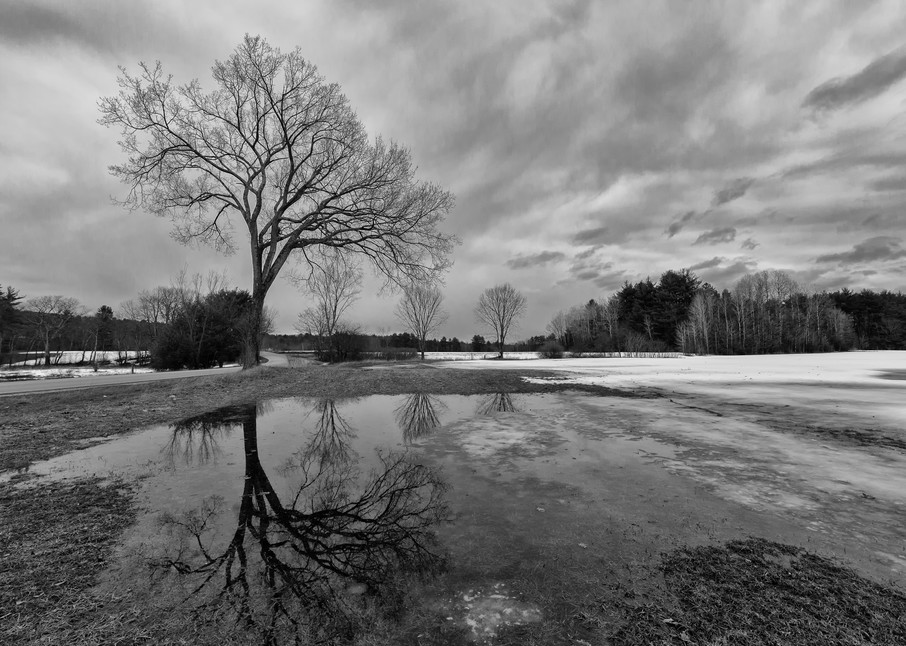 Winter's End, black and white, trees and sky