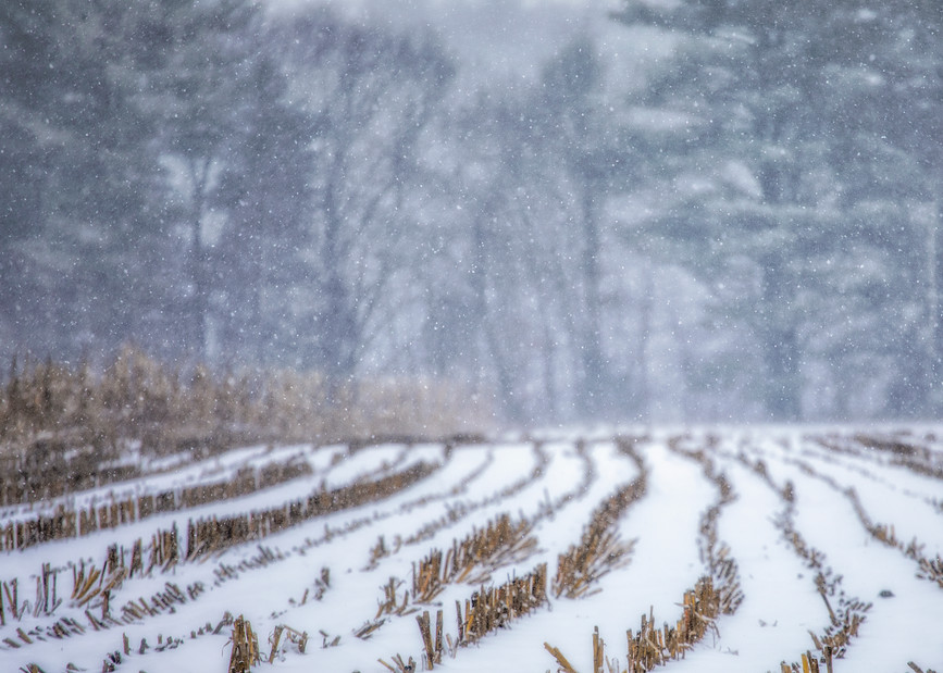 Corn Field in Winter, Henniker, NH