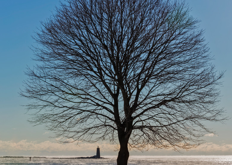 Newcastle Commons Tree and Sunset Lighthouse
