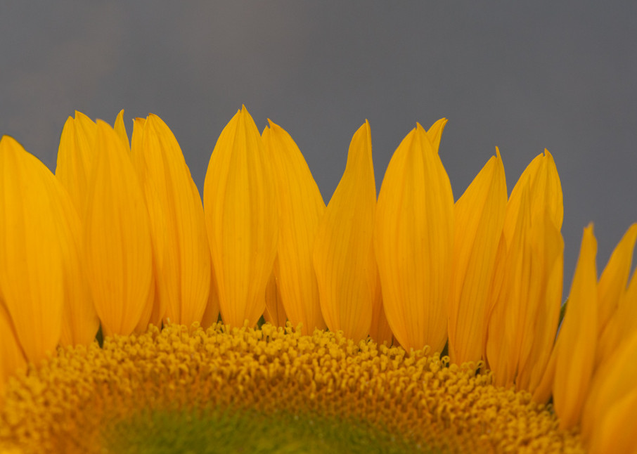 Sunflower Art | Fine Art New Mexico