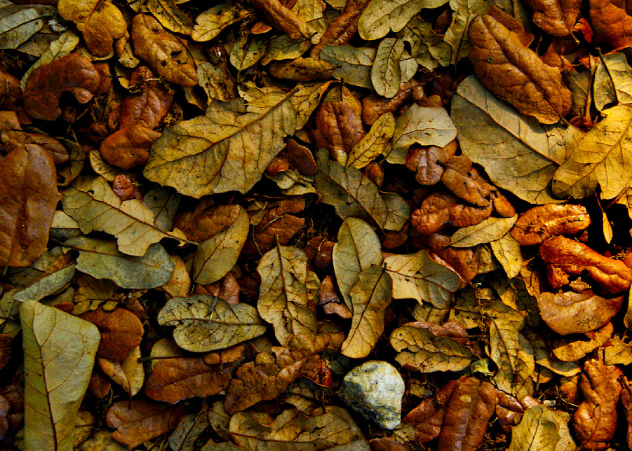Floor of Leaves