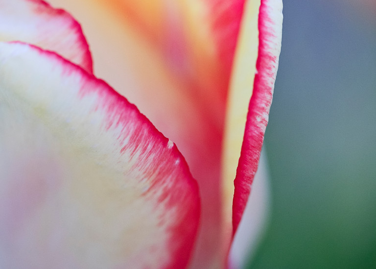 "Macro Tulip I" Vertical Fine Art Rhode Island Large Floral Photograph