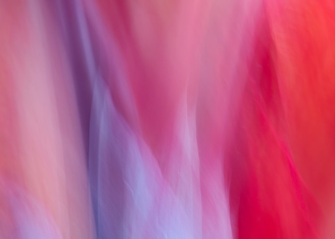 "World of Color #15" Abstract Tropical Floral Fine Art Photograph