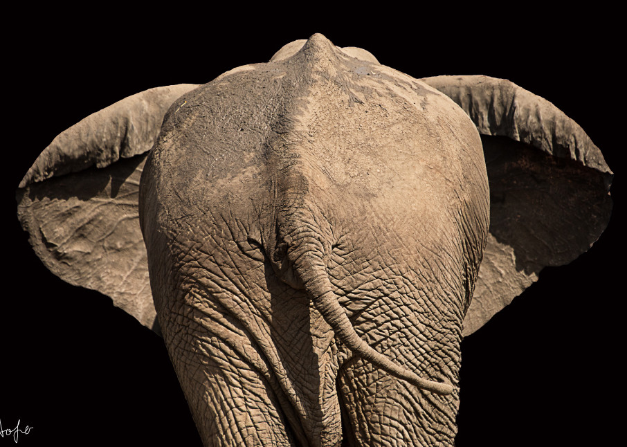 African elephant from behind with black background.