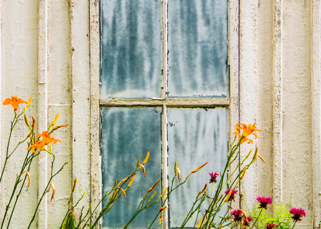 Fine art photograph of orange and purple flower in front of old bluish window