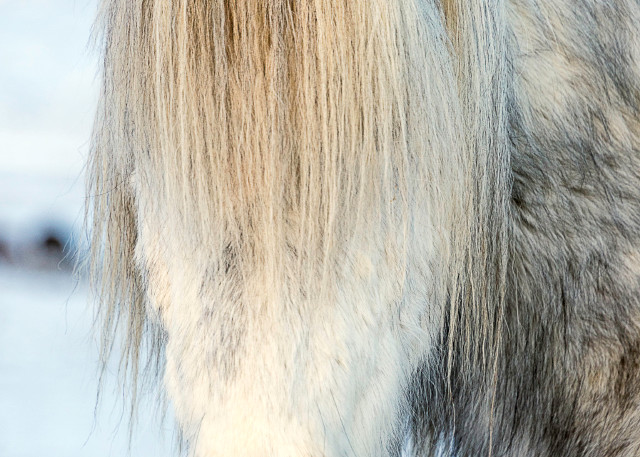 Gray Icelandic horse with mane covering face, in an art photograph