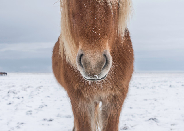 Art photograph of Icelandic brown horse with snow on its hairy mane facing camera
