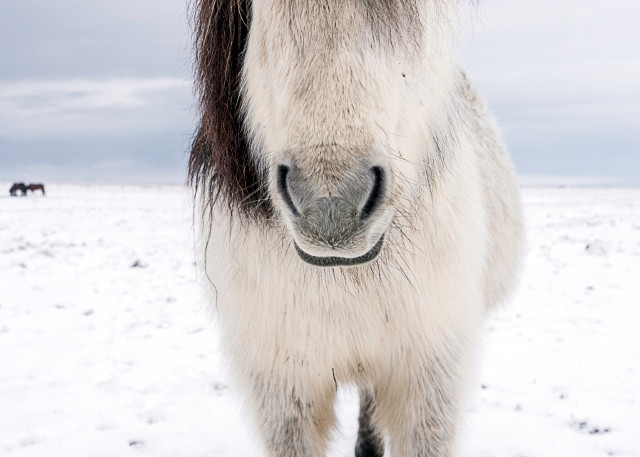 white Icelandic horse with dark gray mane facing camera, in a fine art photograph print