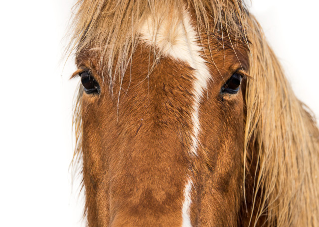 Fine art photograph of brown horse with white strip on face, head shot, white background