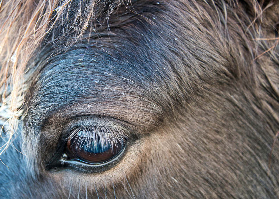 Square image of a close-up of Icelandic horse's eye, with rain on head, in art photograph 