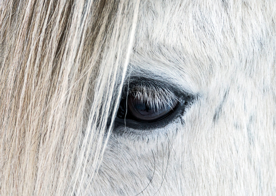 Fine art photograph of close-up of eye on white Icelandic horse