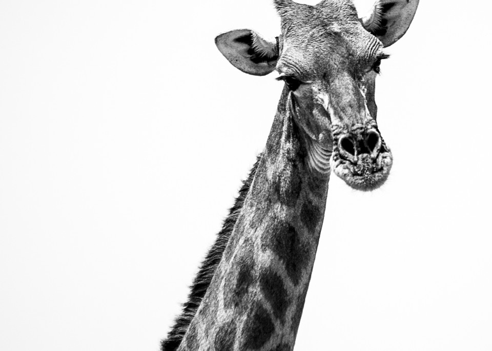 Neck and head of giraffe in back and white square photo.