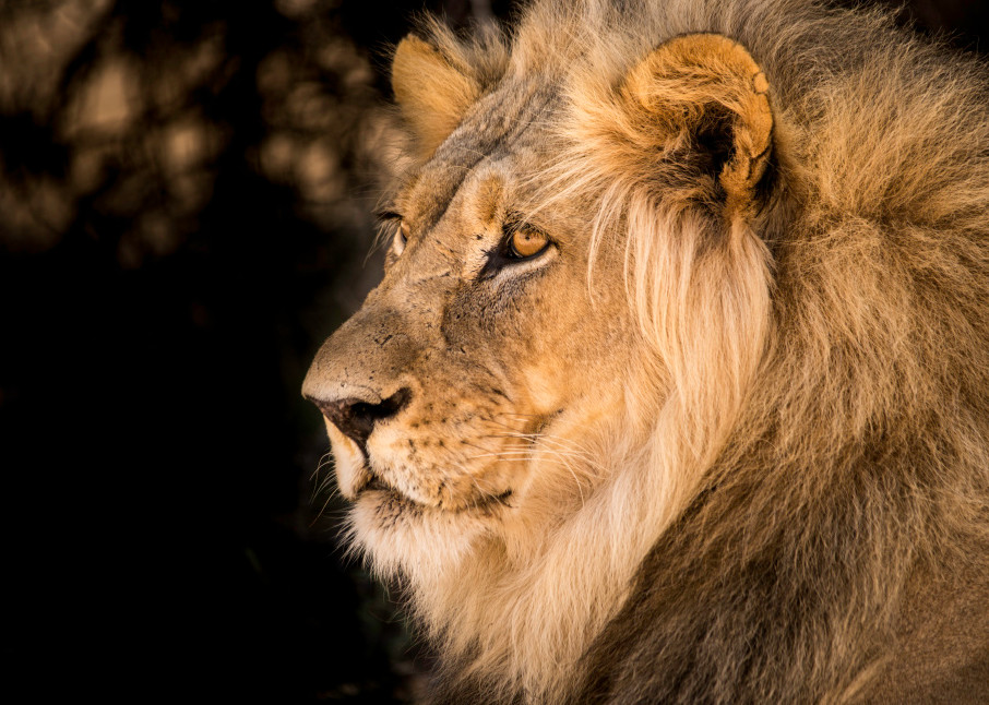 A male lion with large mane from side view, as a photograph art print