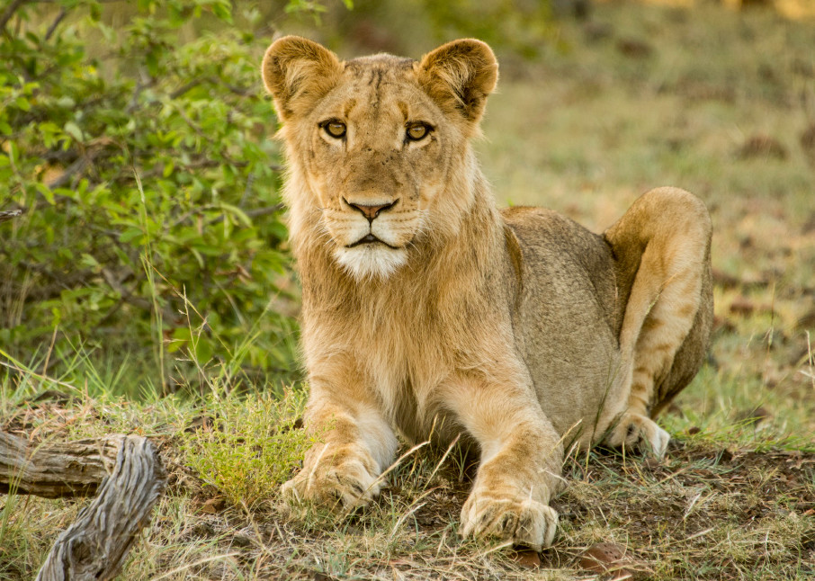 Young lion on the ground with African bush behind it in photograph art.