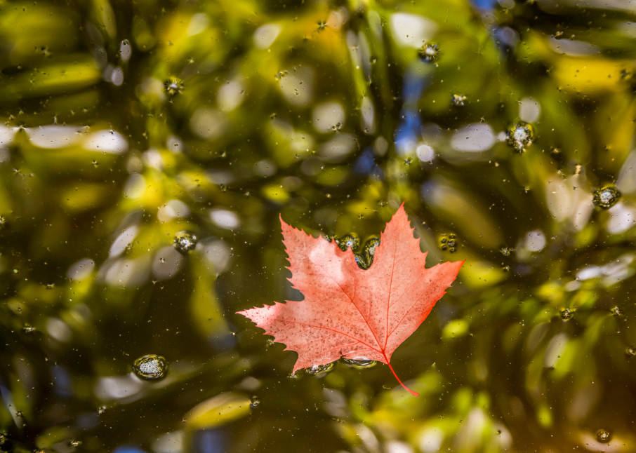 Red leaf floating on abstract looking water.
