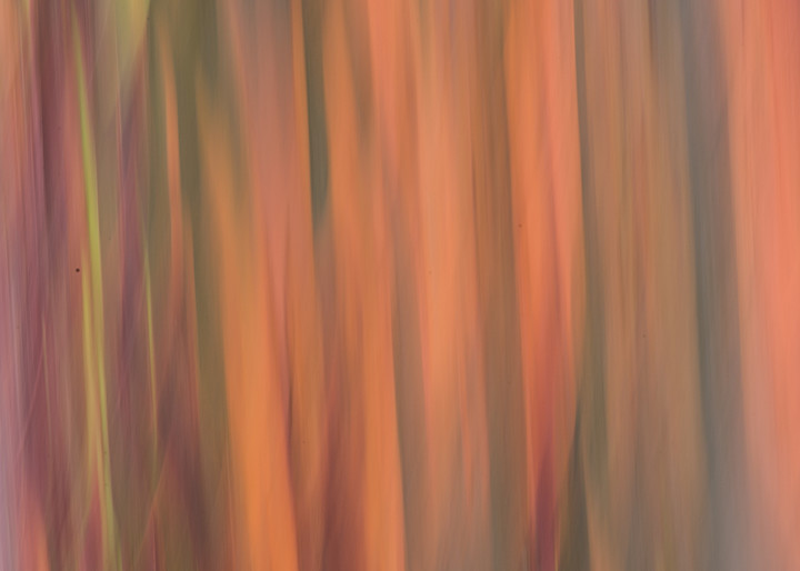rainbow eucalyptus camera  painting