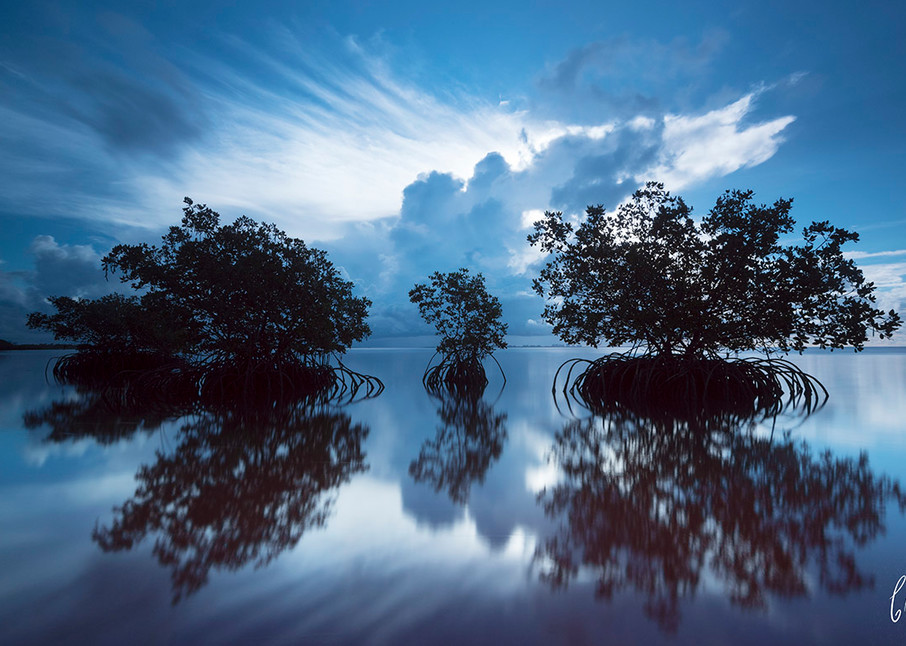 Constance Mier Photography - Mangrove Waterscapes