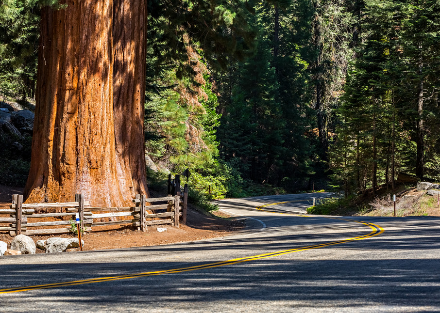 Sequoia Tree Along Generals Highway Photograph For Sale As Fine Art