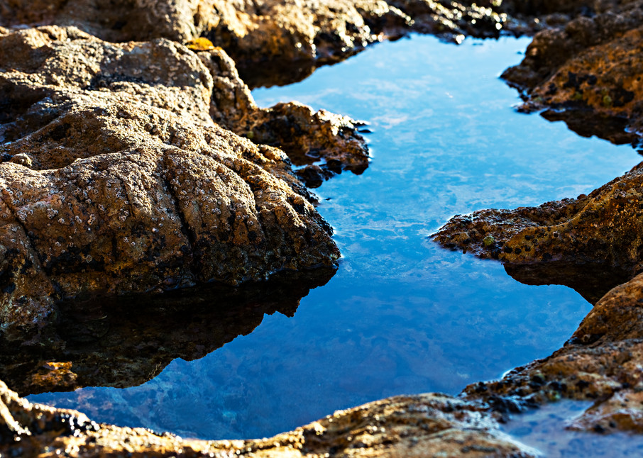 Point Dume Tide Pool Photograph For Sale As Fine Art