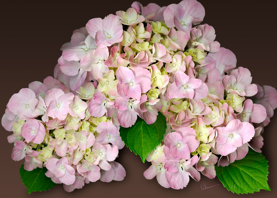 Pink Hydrangea on Brown. Contemporary ultra high resolution wall art. A print of an original artwork by Mary Ahern Artist.