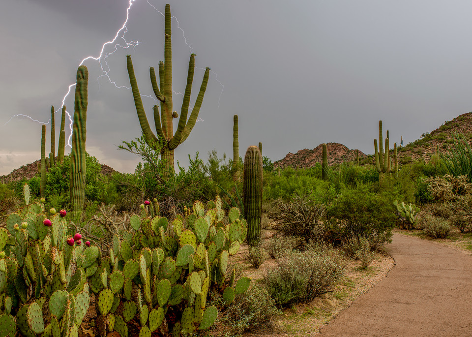 monsoon, lightning, storm, saguaro national park, tucson