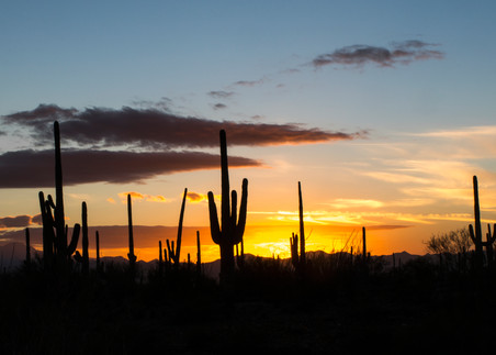 DP417 Saguaro Sunset Pano