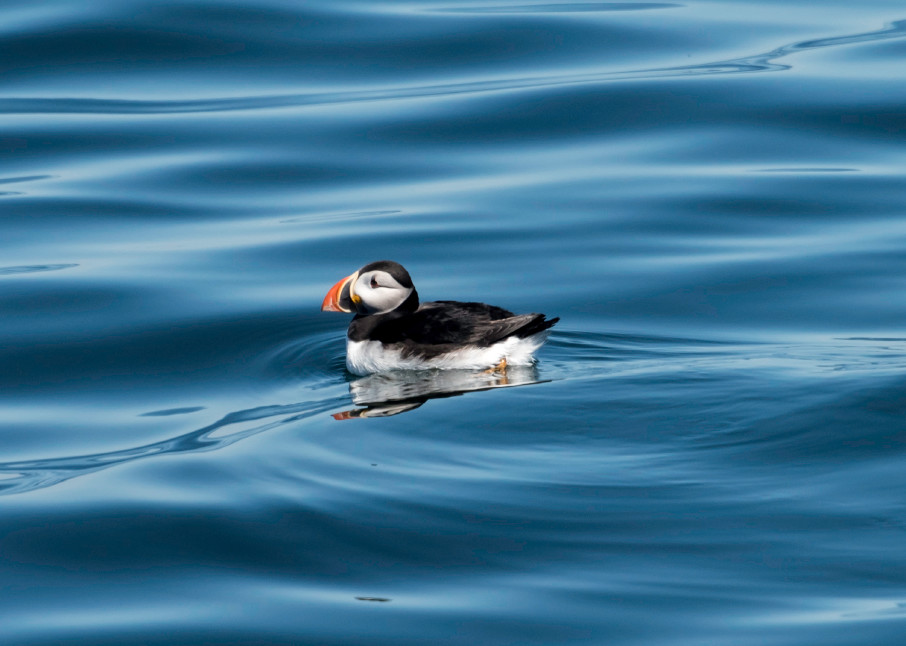 Puffin on silky blue water in side view, photograph art print