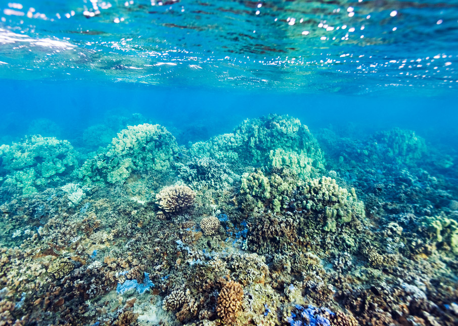 Molokai's Barrier Reef Photograph For Sale As Fine Art