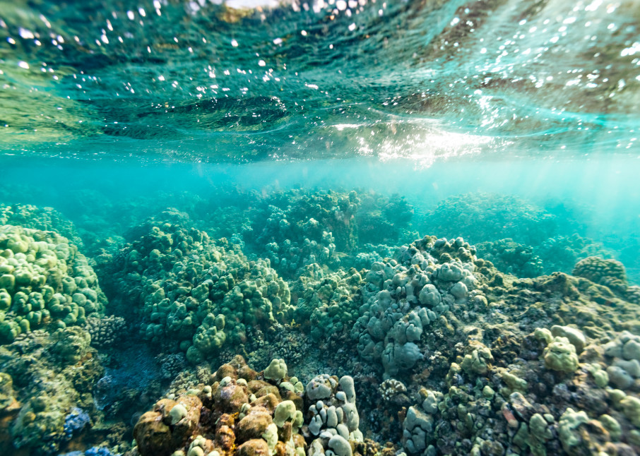Barrier Reef On Molokai  Photography Art | Moriah Quinn Photography