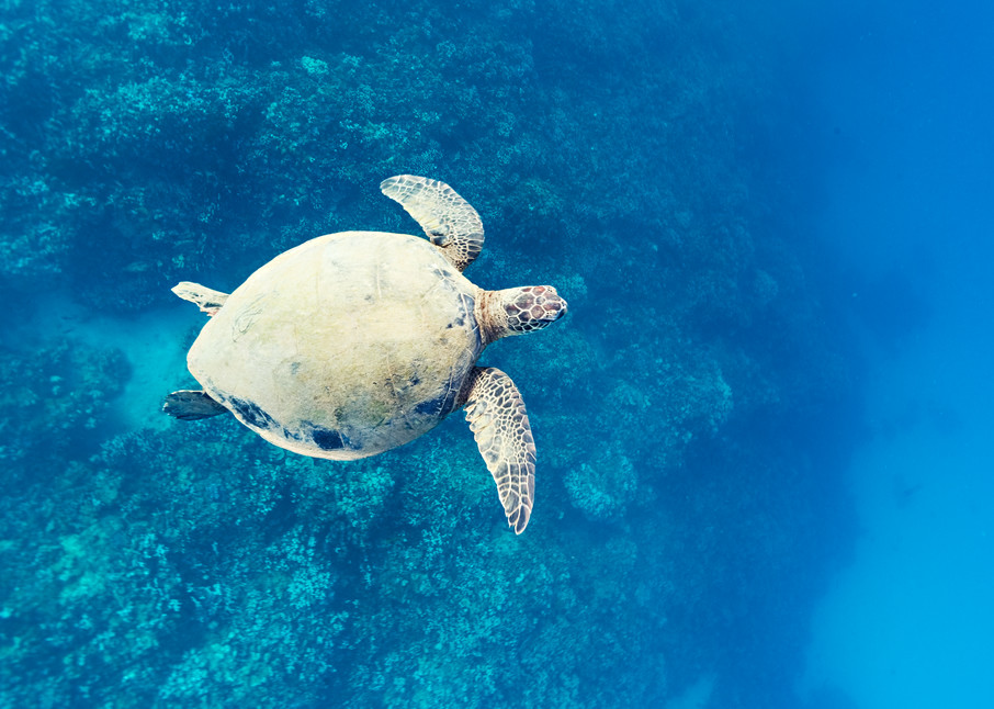 Sea Turtle Swimming In Molokai Reef Photography Art | Moriah Quinn Photography