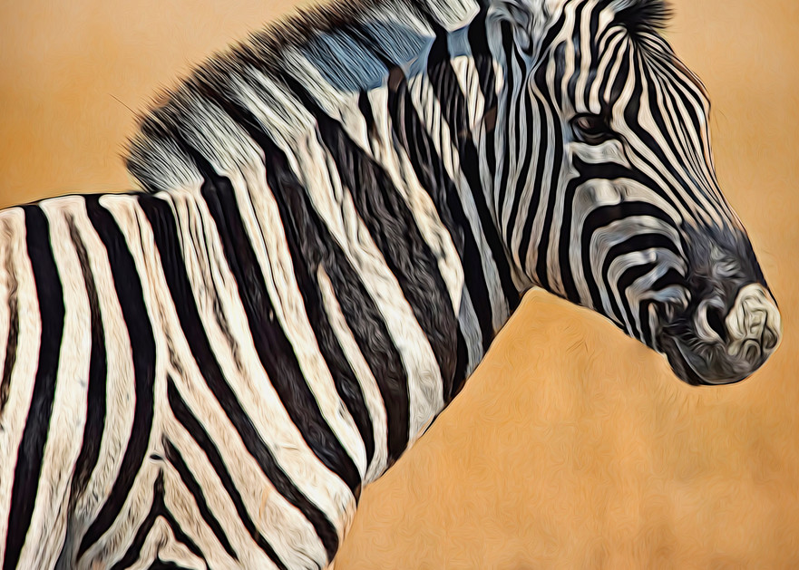 Zebra Foal Portrait Art | Images2Impact