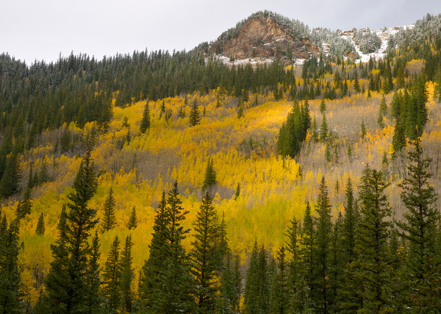 Fall Color on Guanella Pass Road