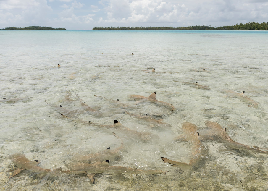 Blacktip Reef Sharks 2, Blue Lagoon, French Polynesia