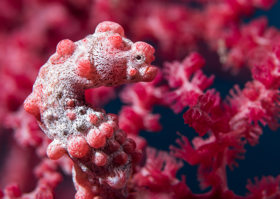 Pink Pygmy Seahorse, Philippines