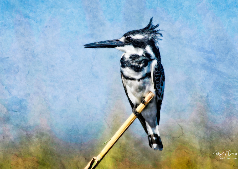 Pied Kingfisher Art | Images2Impact